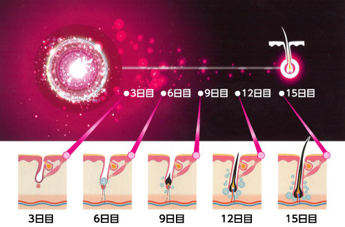 7種類のハイブリッドペプチドのメカニズム